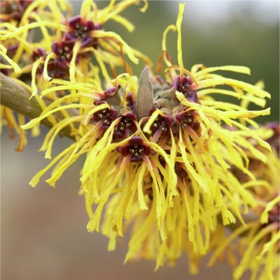 Hamamélis en fleur